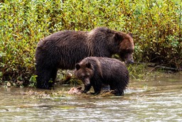 schliff-brown-bears-7106672_1920